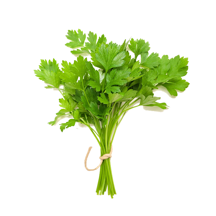 coriander