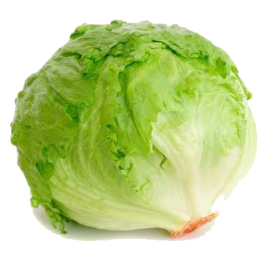 lettuce